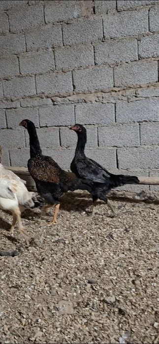 Дакан тухимлари сотилади 14-дона бор