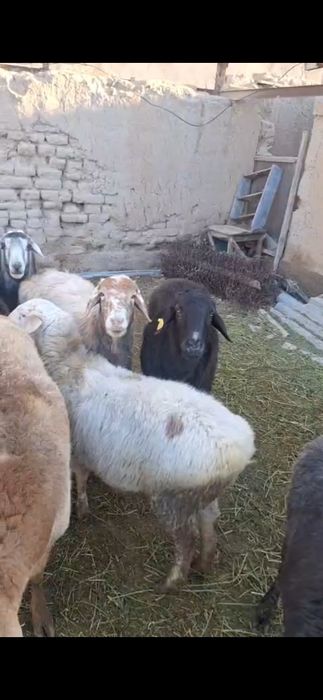 Қой тоқты сатылады