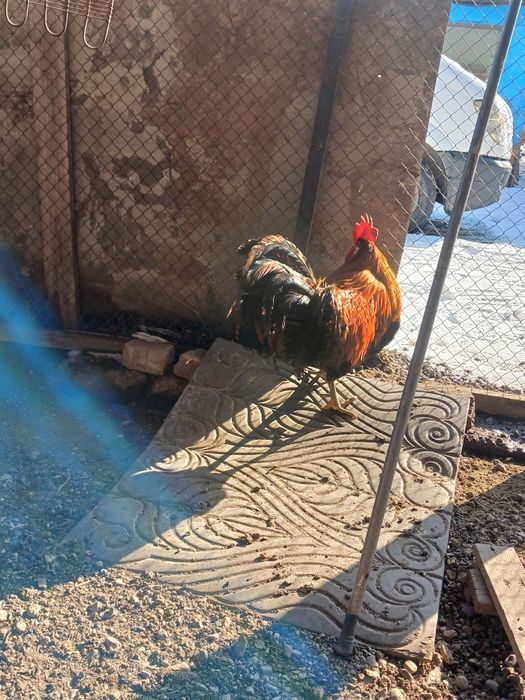 Продам  петуха 2025 года