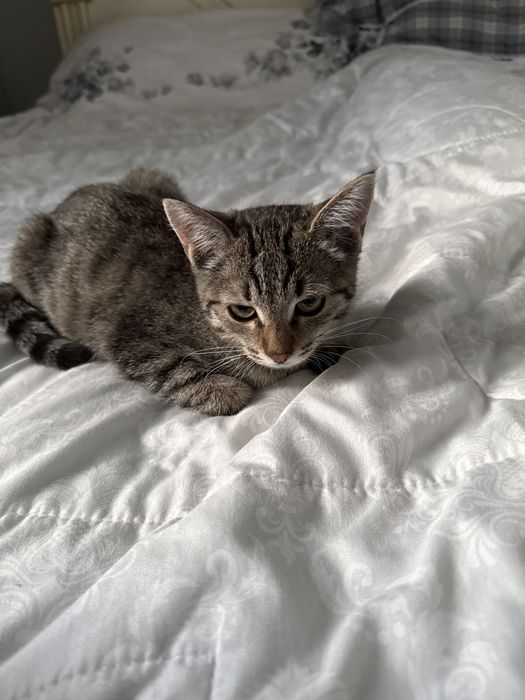 Котёнок отдам в добрые руки