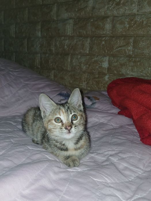 Котёнок отдаётся в добрые и ответственные руки