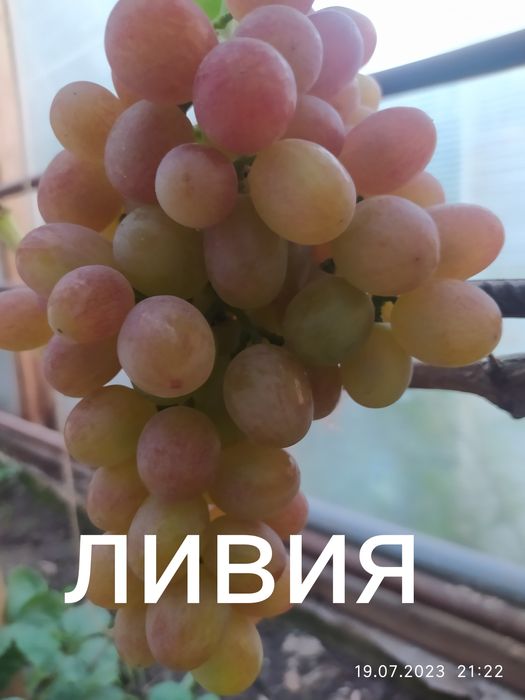 Саженцы винограда