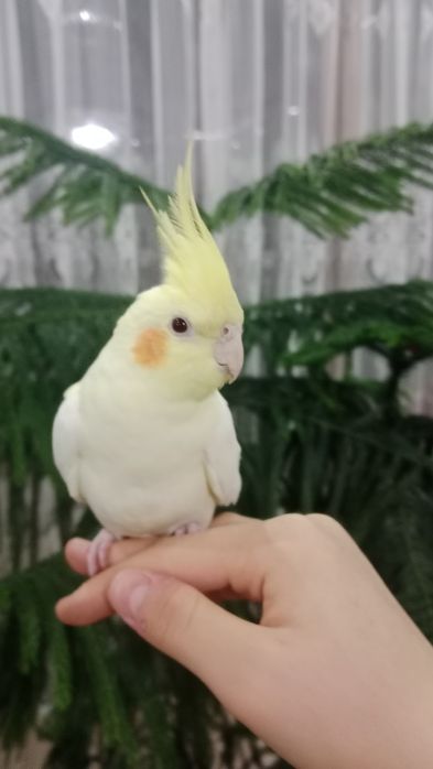 Корелла поющий продаетса