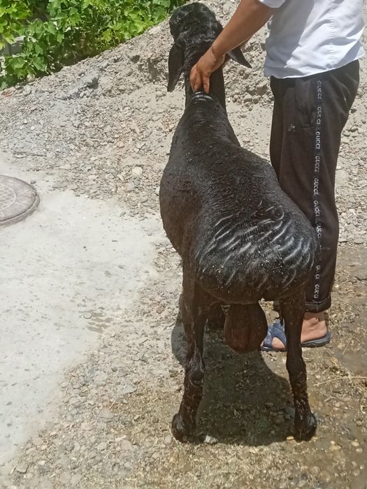 zotdor uyda boqilgan qora