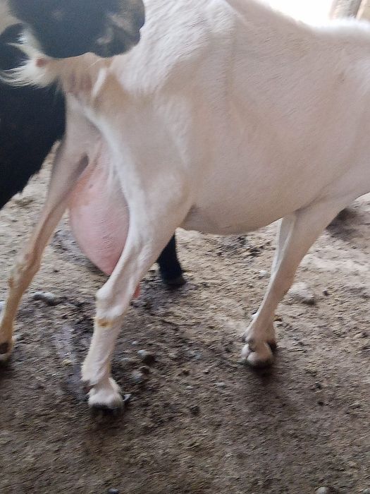 Ешкі.  Коза. Сүтті пародалы.