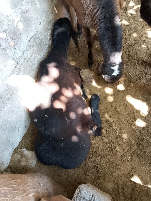 Qo'yla sotiladi 9 dona narxini kelishamiz