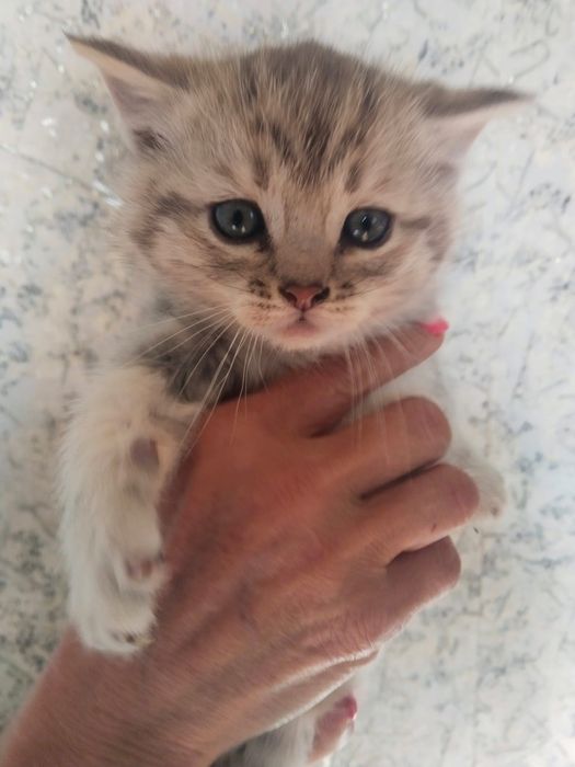 Котята шотландцы