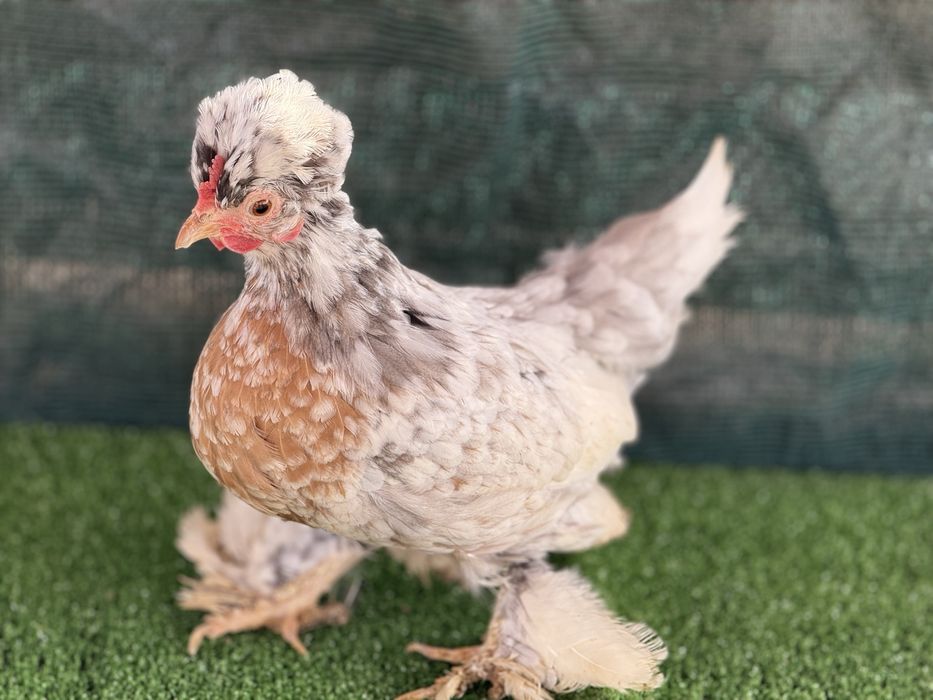 Продавам Бреговски джинки от снимките