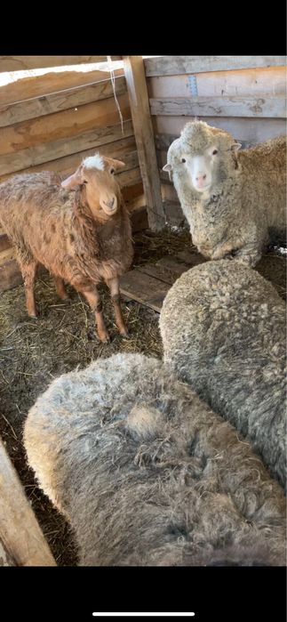 Продам баранов тоқты