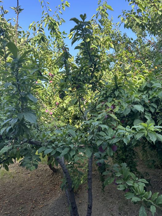 Продаю свой участок  (20х30) на против парка Янги Узбекисна 300 метров