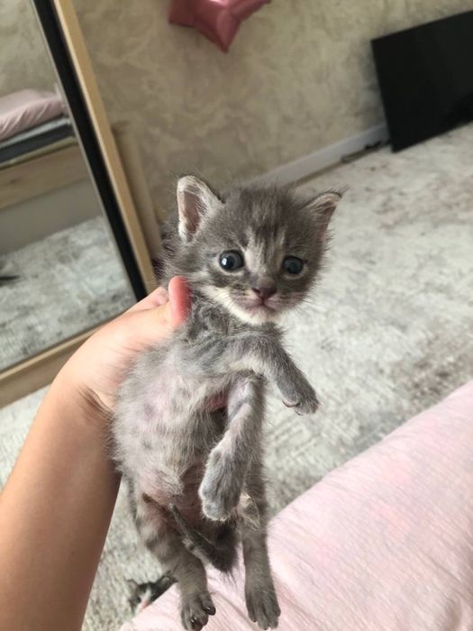 Кошки котята даром в добрые руки