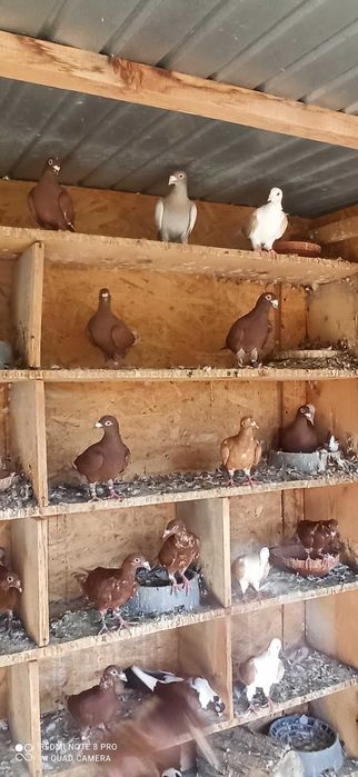 Porumbei de vânzare