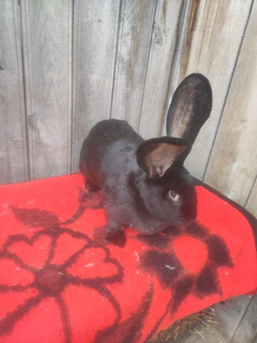 Femele Uriaș german