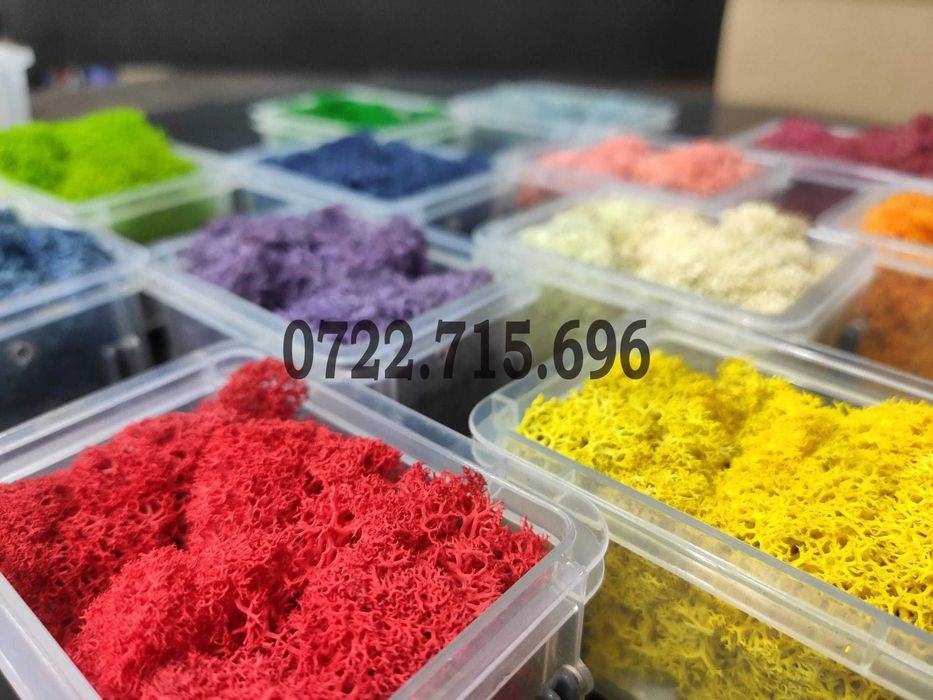 Licheni vrac  pret importator direct