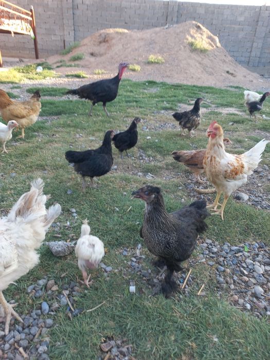 Куры тауык кораздар