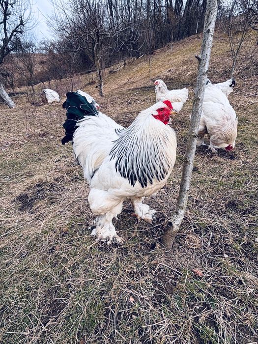 Vând ouă brahma Hd