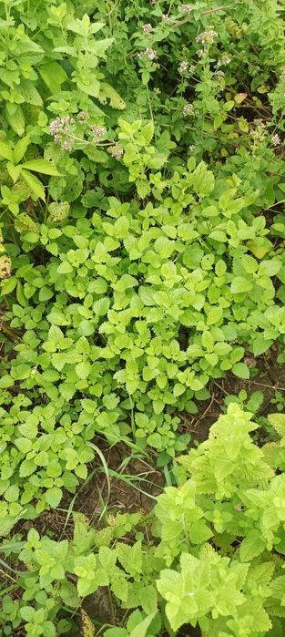 Plante perene aromatice