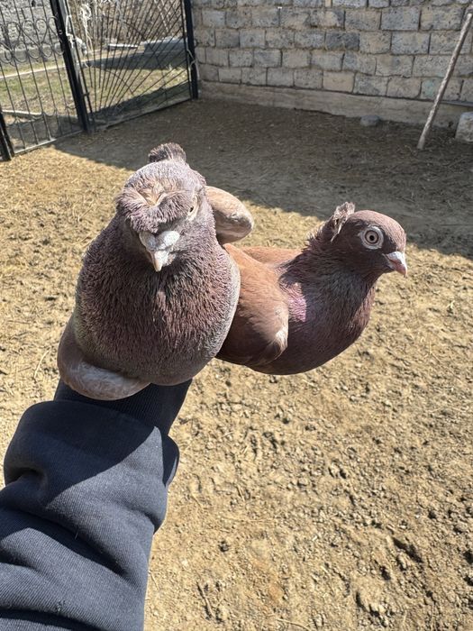 Продам двухчубых голубей