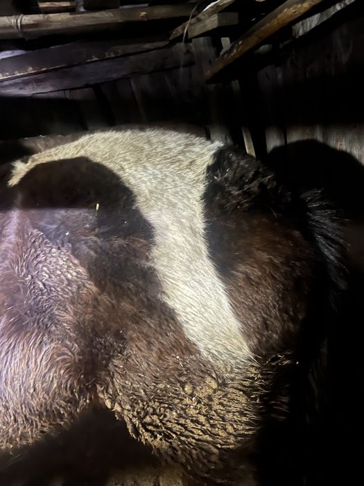 Продам кунана с откорма