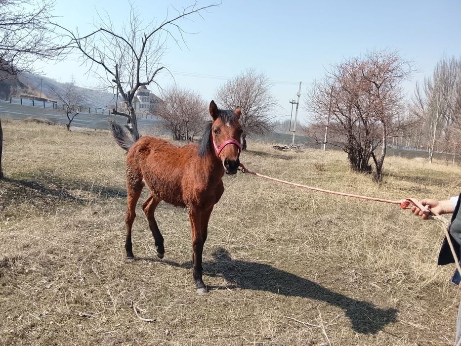 Продам жеребенка 8месяцев девочка