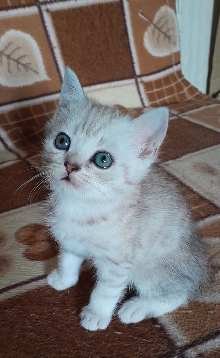 Шотландские котята