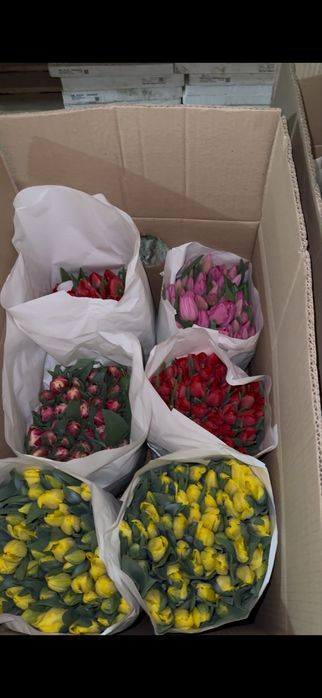 Тюльпаны 100 штук