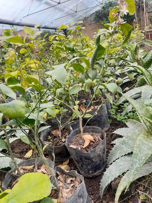 Лимон кучатлари сотилади