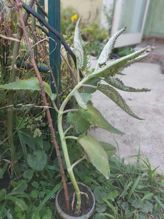 Каланхоэ лечебные