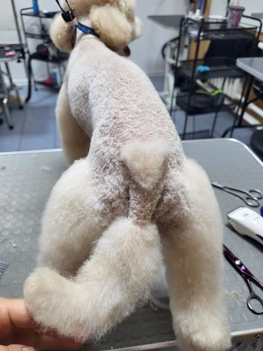 Груминг. Стрижка собак