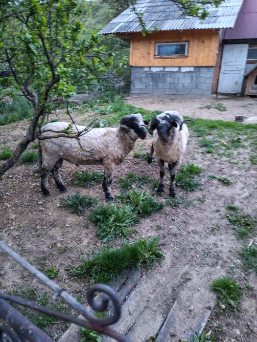 Vând berbecuți 11 luni
