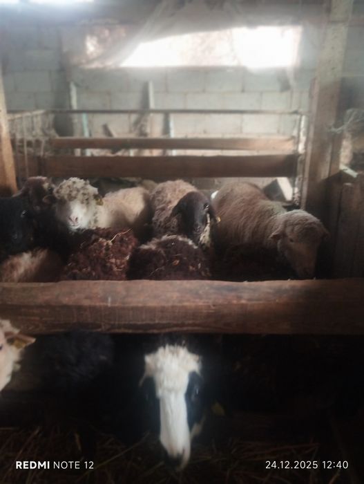 Шаруа ешкілер,токты