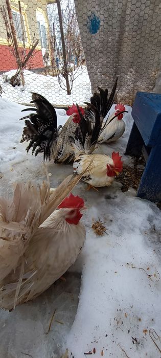 Cocoși chabo tineri de prăsilă