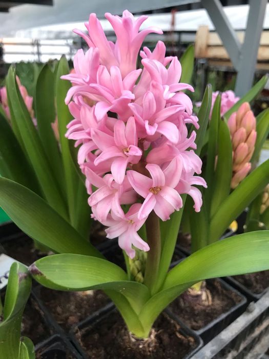 Гиацинты цветущие