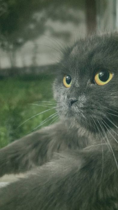 Скоттиш Фолд 1 ярим ёшда