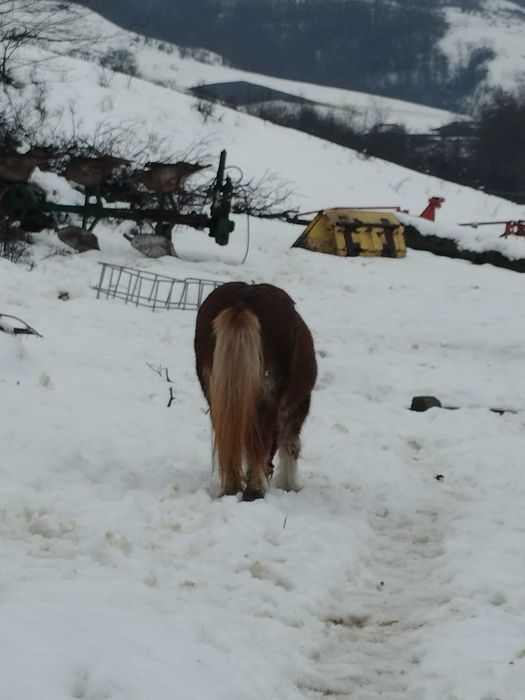 Vând poneiță și mânz