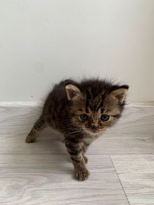 Отдам котят в хорошие руки
