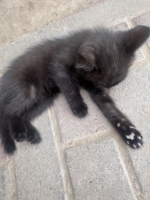 Кошка девочка маленькая