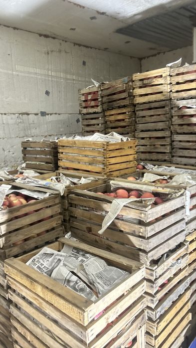 Яблоки амириканка