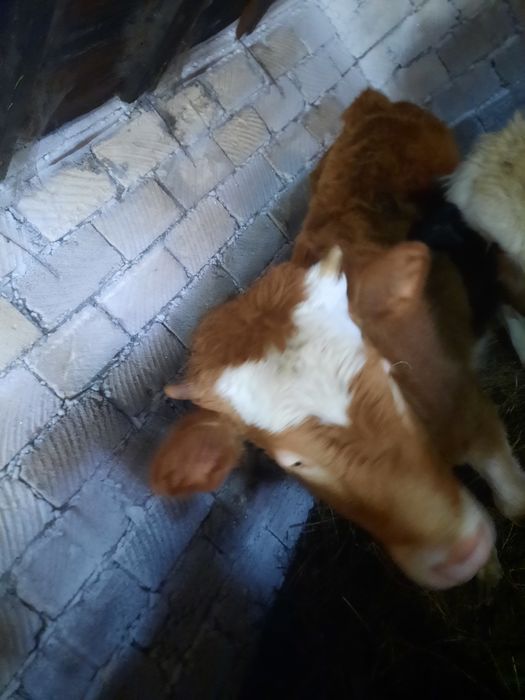 Продам 2 бычков и 1 телку.