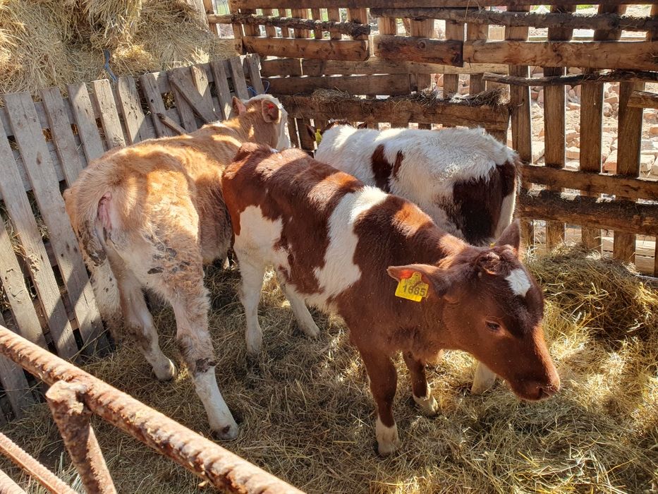 Vand 3 vitele baltate