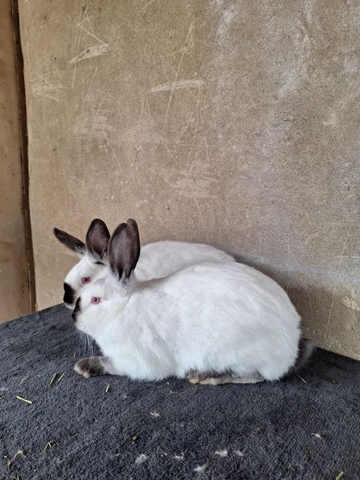 Пара молодых  Калифорний