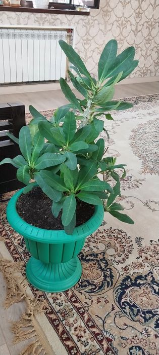 Большие домашние цветы