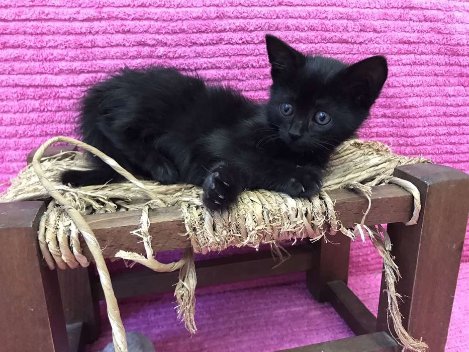 Подарявам малко мъжко коте с изградени навици