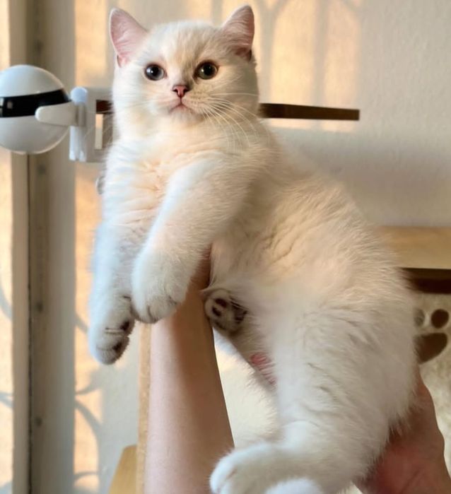 Британский котенок шиншилла!