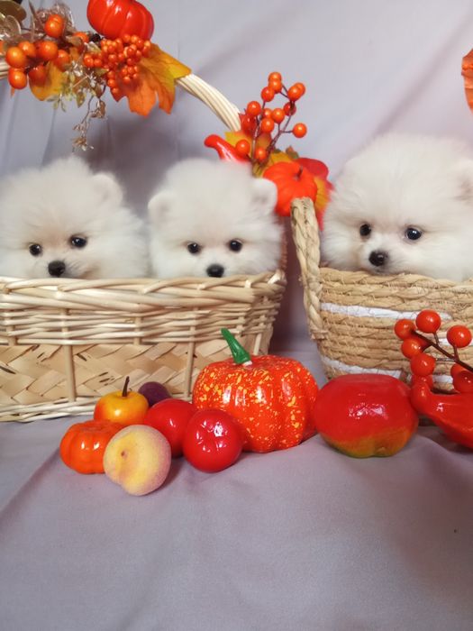 Щенки шпица мини