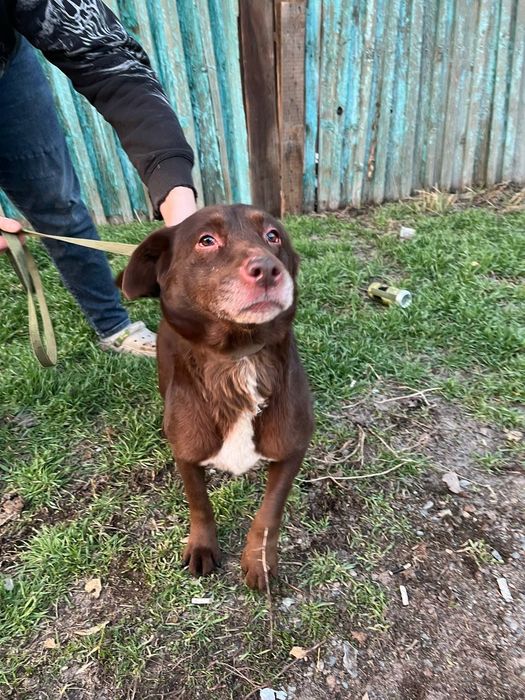 Лабрадор и хаска