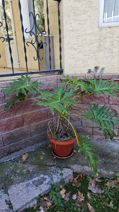 Продам Филодендрон 

1 / 2
Филодендрон

1 / 2
Филодендрон