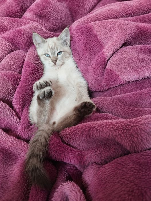Отдам котят в добрые руки