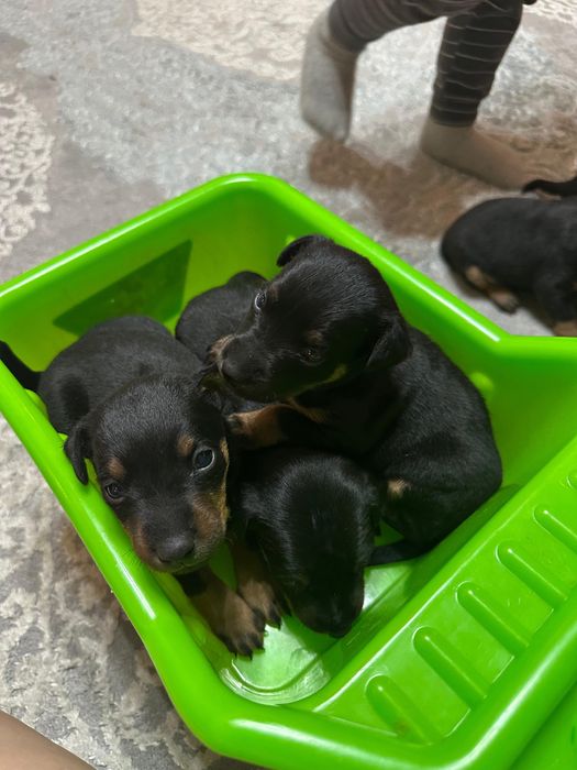 Продам в хорошие руки щенков ягдтерьра