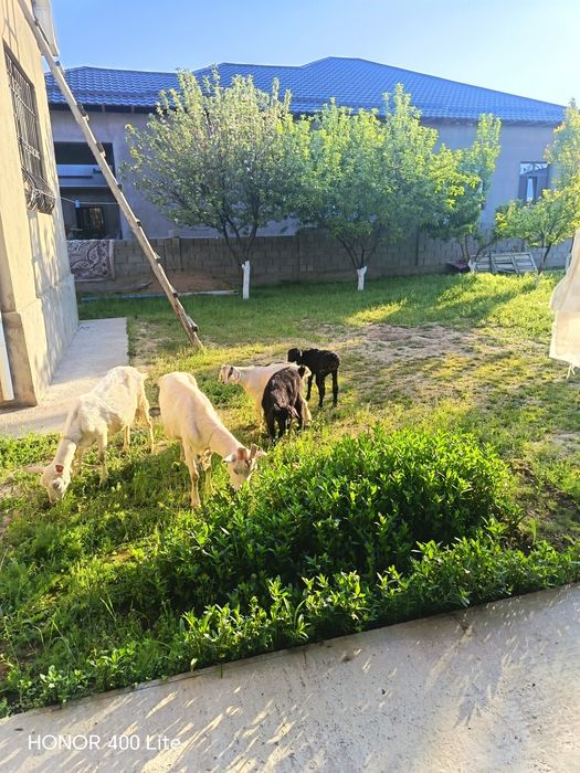 Сауын ешкі сатылады багасын келеміз